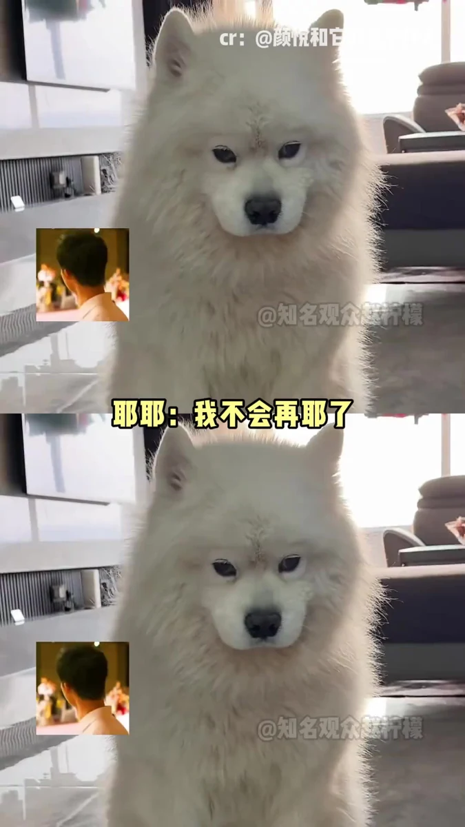 萨摩耶：耶耶我呀，有苦说不出啊#萨摩耶 #尿尿 #委屈 #哭 #小狗视频封面