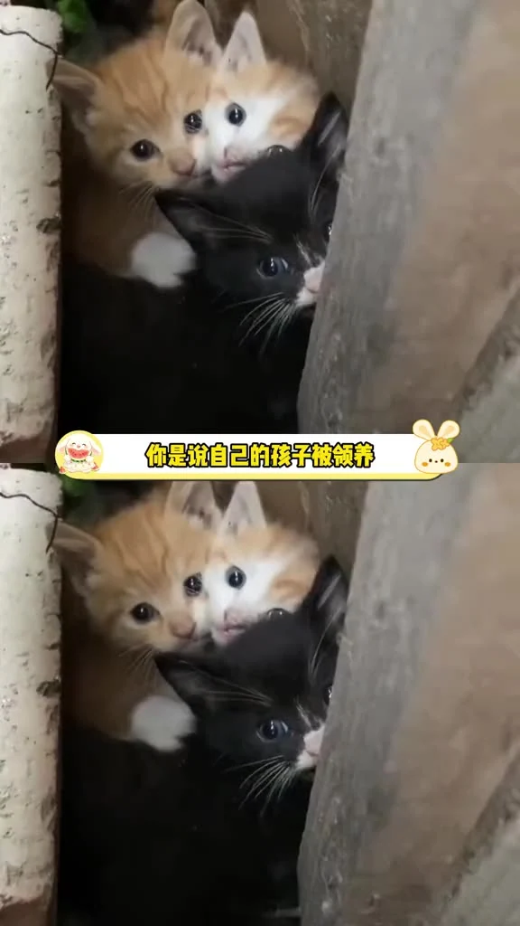 既然选择领养就负责它一生不爱请别伤害 #流浪猫 #万万没想到 #猫咪 #领养 （来源：小钱是只招财猫）视频封面